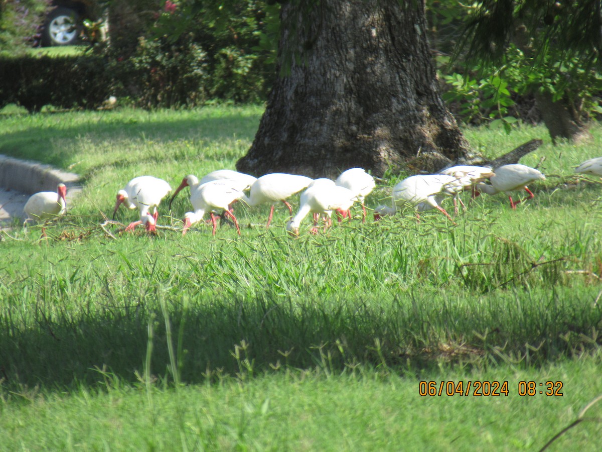 ibis bílý - ML620056578