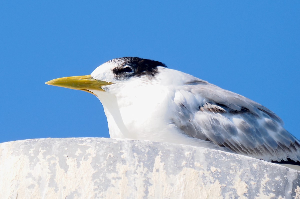 Great Crested Tern - ML620056579