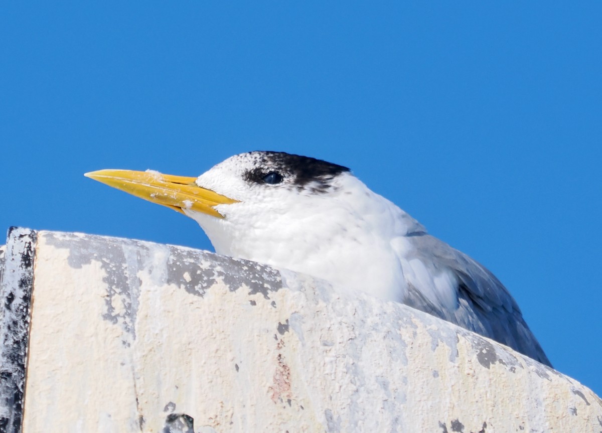 Great Crested Tern - ML620056581