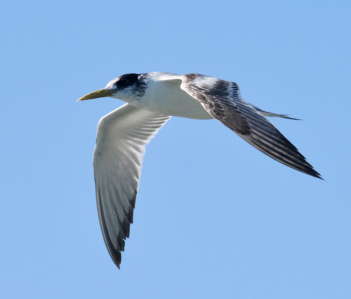 Great Crested Tern - ML620056583