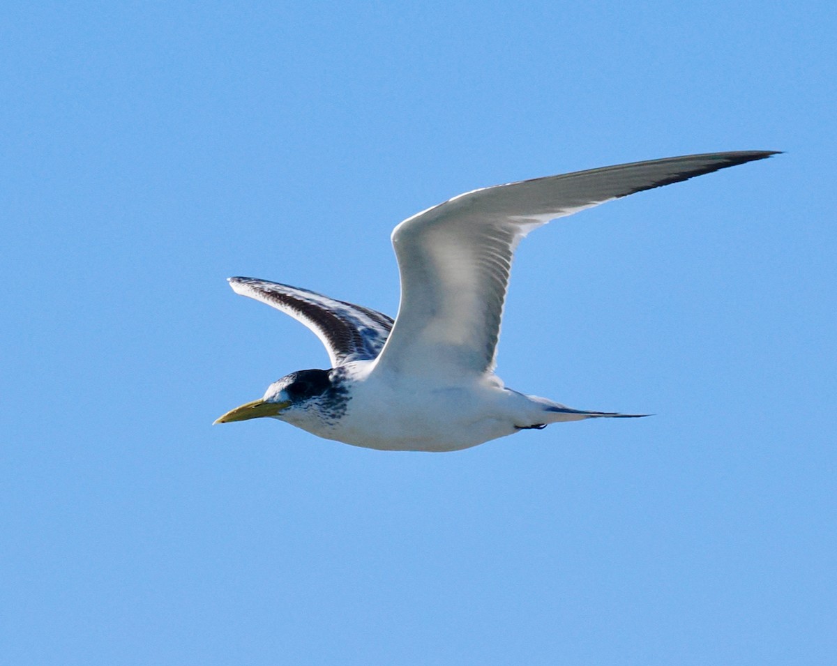 Great Crested Tern - ML620056585
