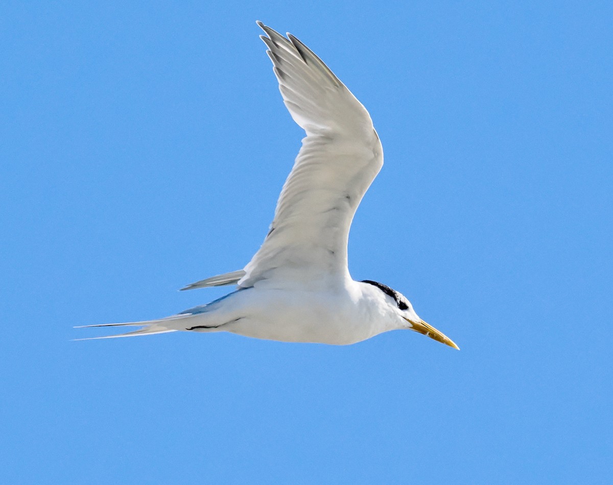 Great Crested Tern - ML620056586