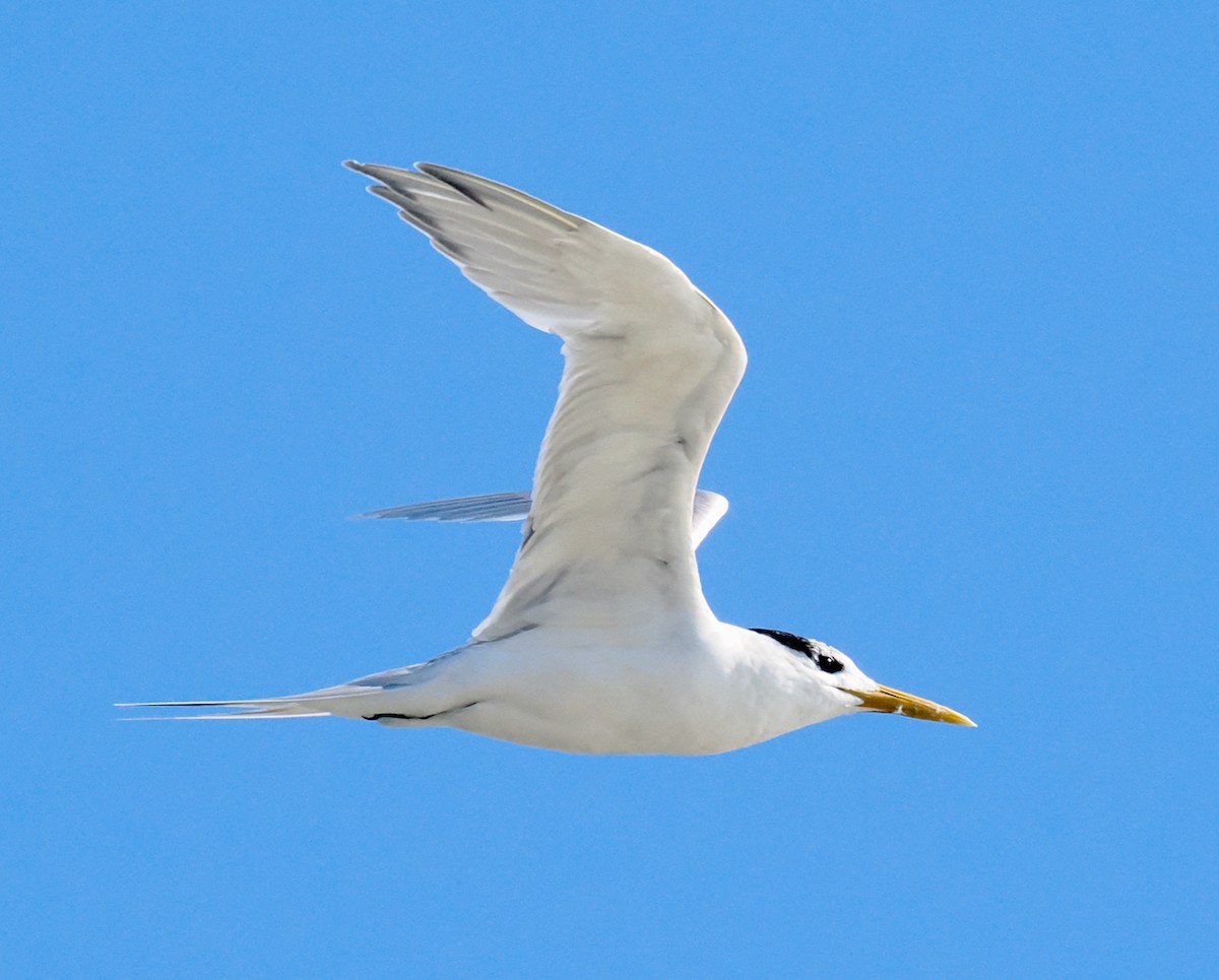 Great Crested Tern - ML620056587