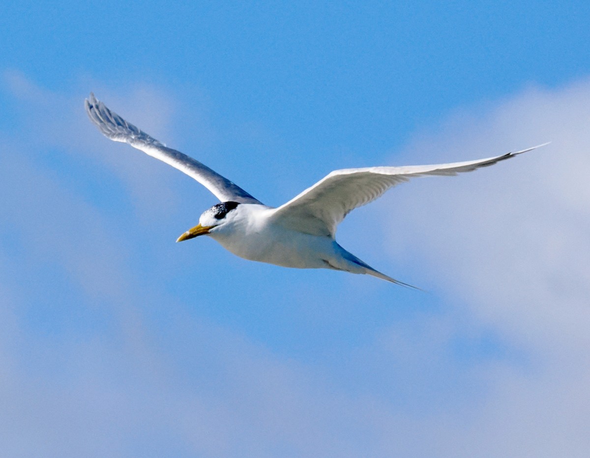 Great Crested Tern - ML620056588
