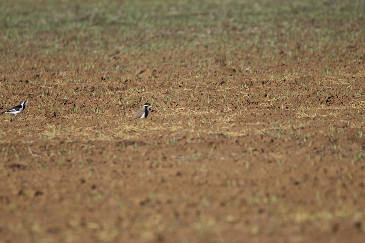 Banded Lapwing - ML620056589