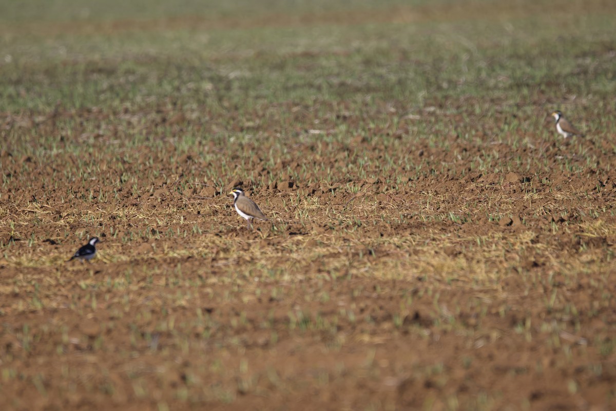 Banded Lapwing - ML620056591