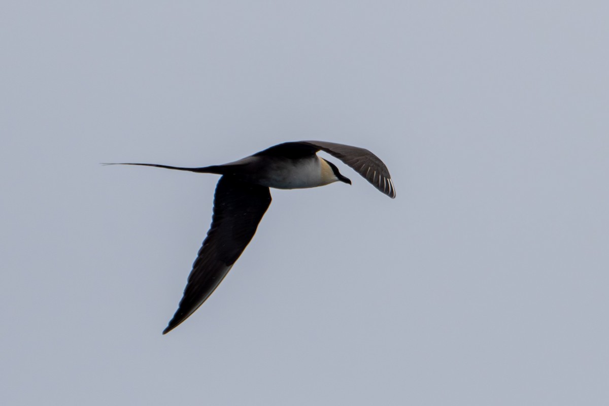 Long-tailed Jaeger - ML620056599