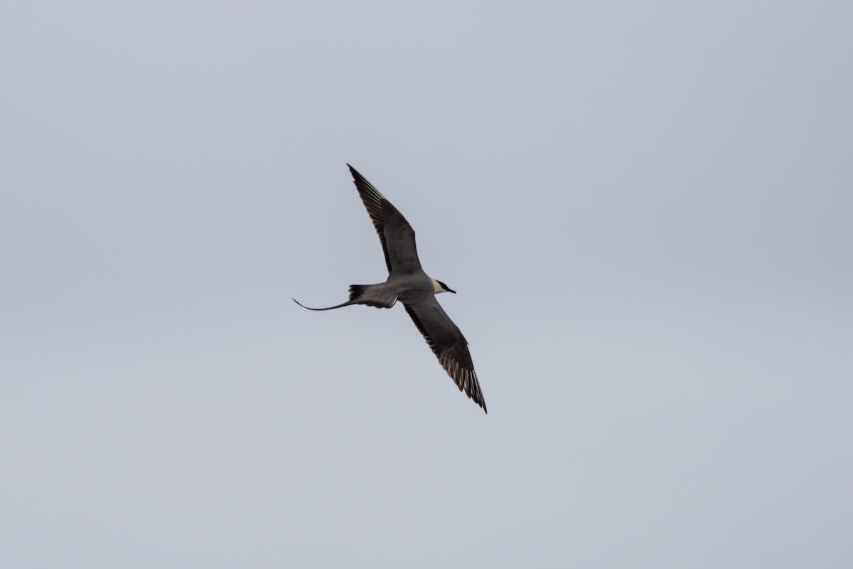 Long-tailed Jaeger - ML620056600
