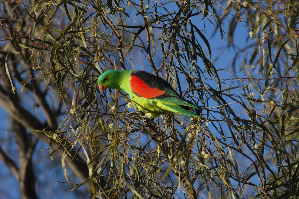 Red-winged Parrot - ML620056602