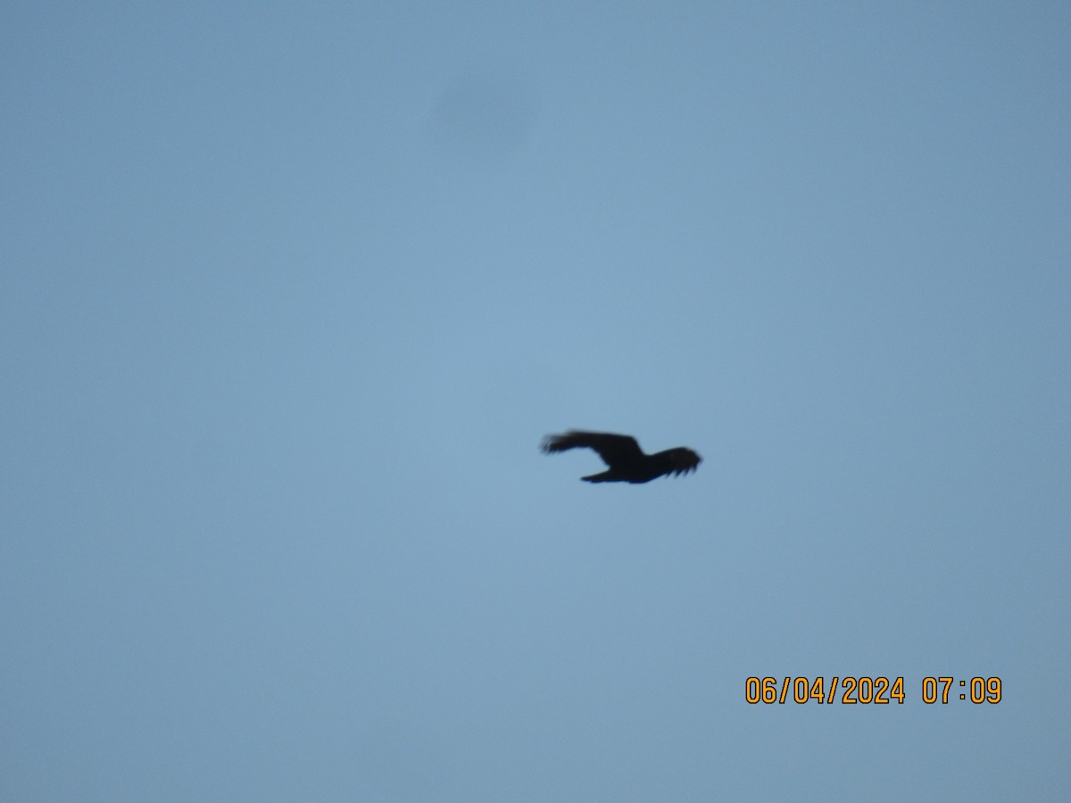 Fish Crow - ML620056603