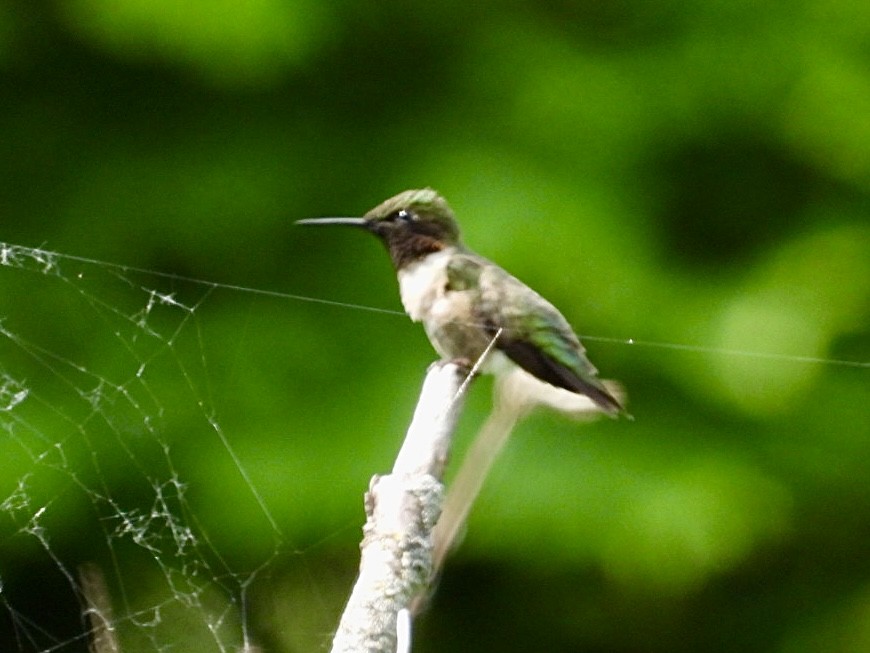 Ruby-throated Hummingbird - ML620056611