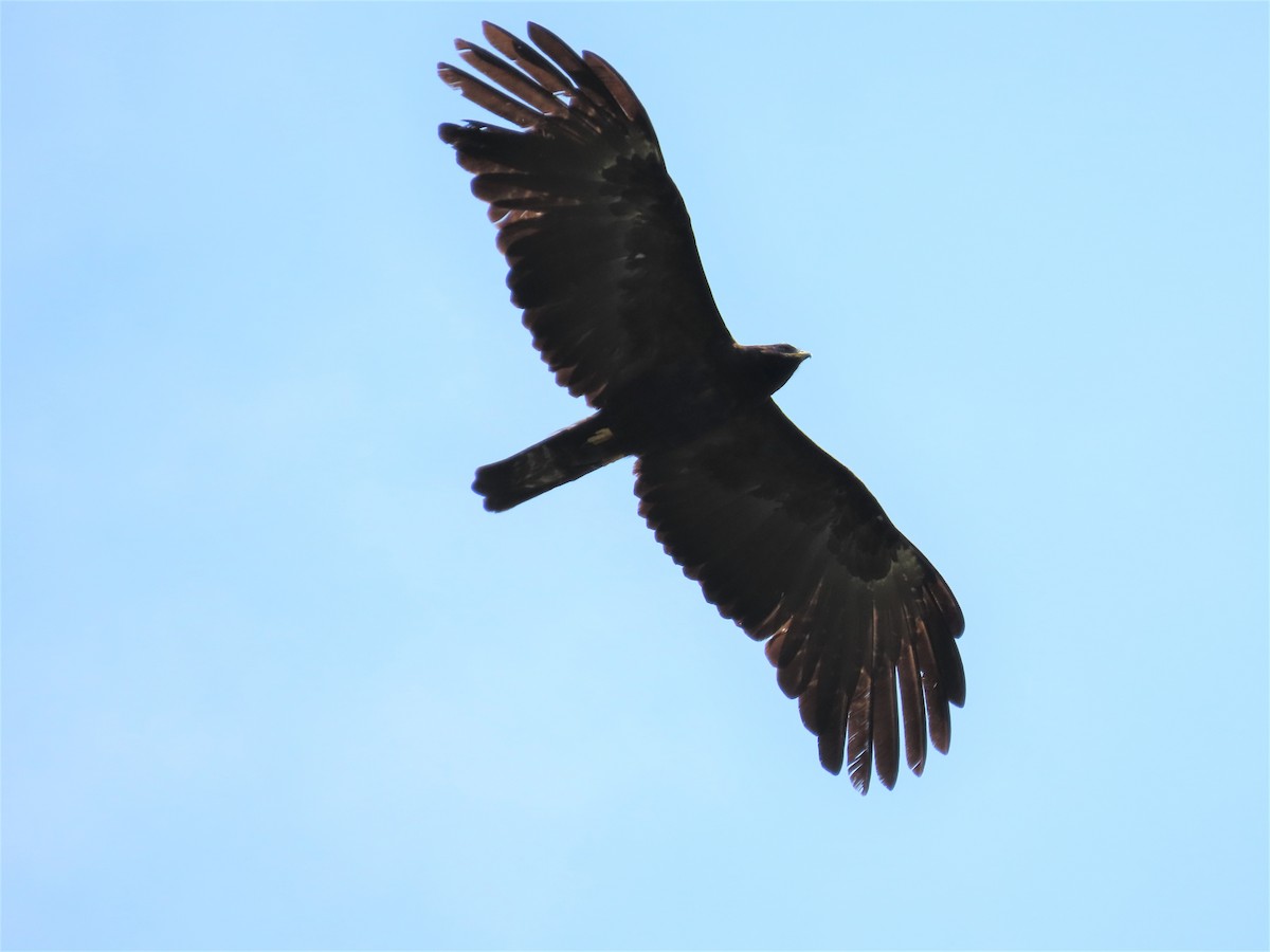 Black Eagle - ML620056614