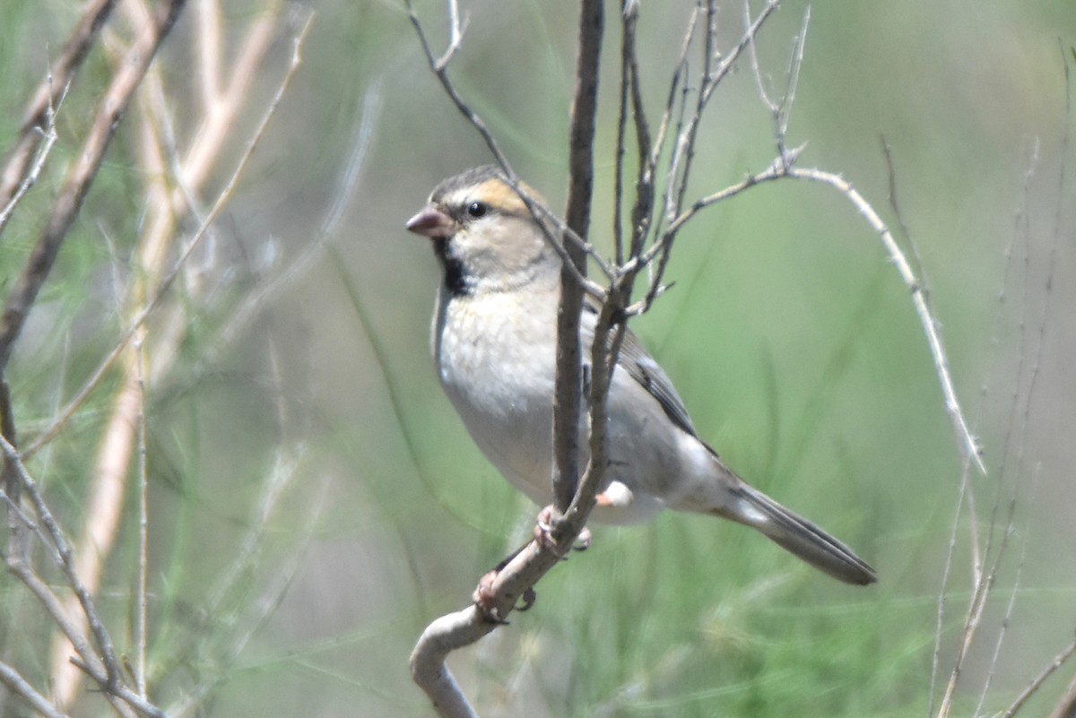 Saxaul Sparrow - ML620056628