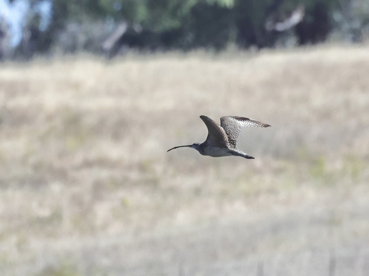 Long-billed Curlew - ML620056634