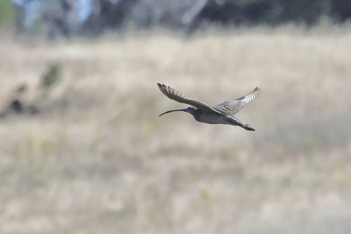 Long-billed Curlew - ML620056636