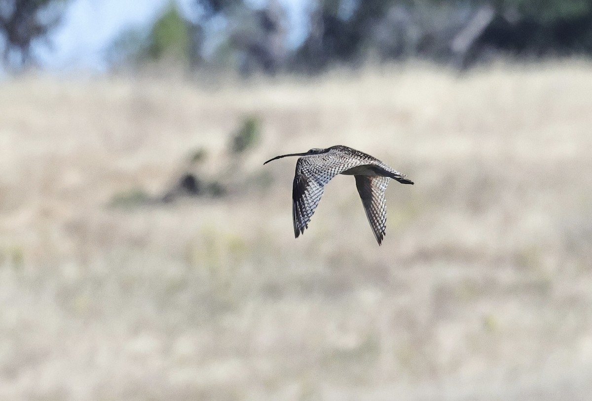 Long-billed Curlew - ML620056637