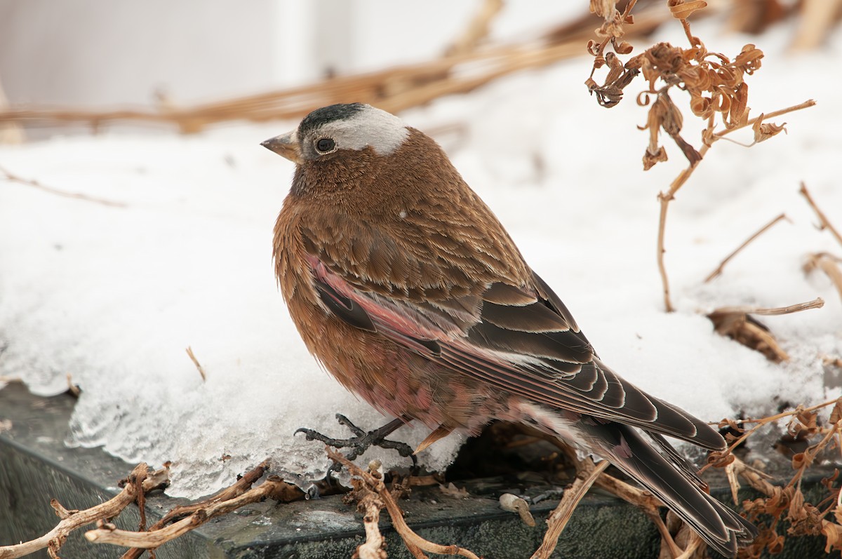 Gray-crowned Rosy-Finch - ML620056641