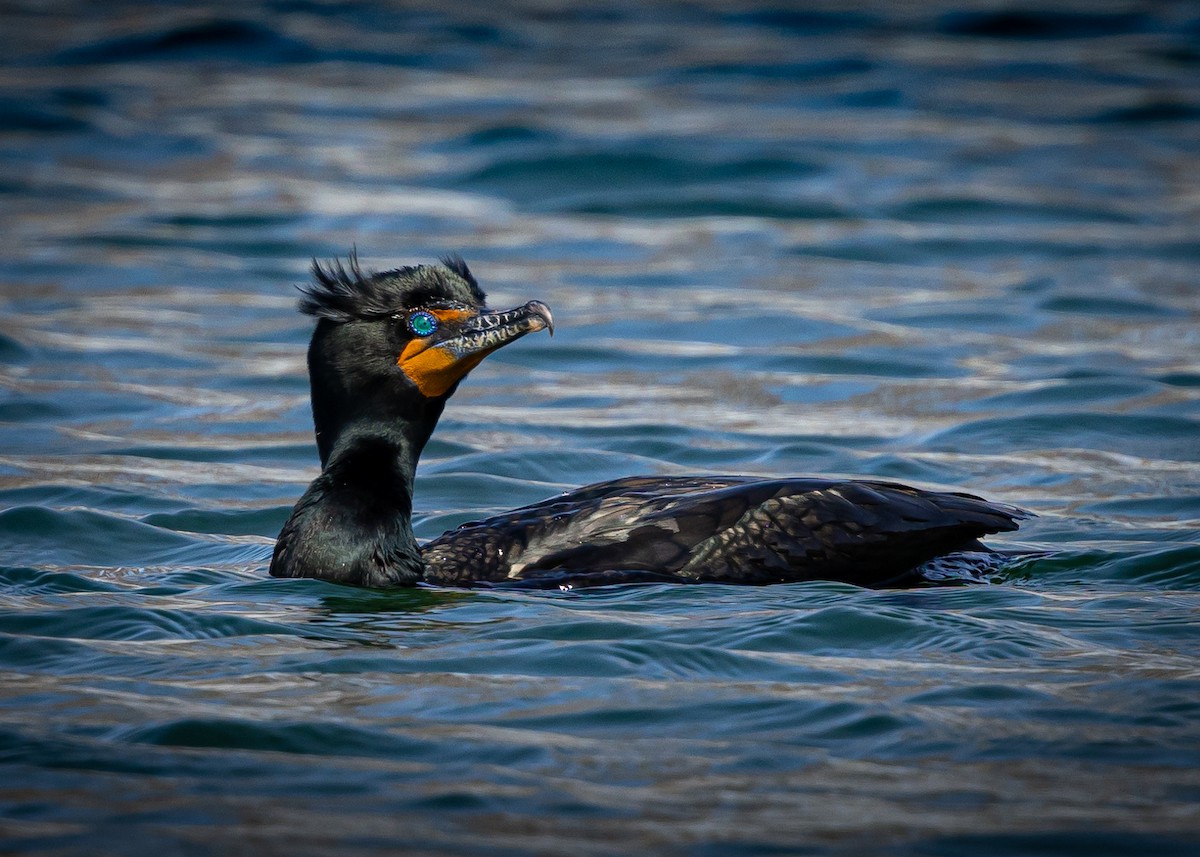 Cormorán Orejudo - ML620056642