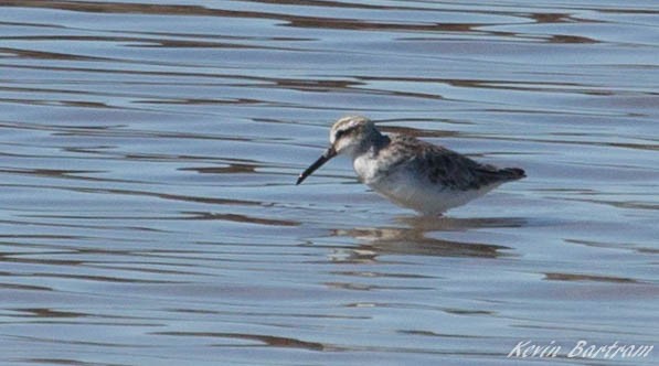 Broad-billed Sandpiper - ML620056643