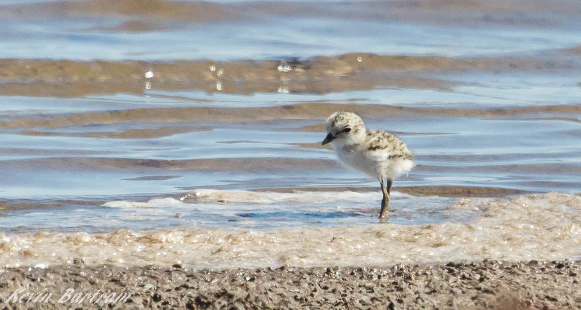 Red-capped Plover - ML620056645