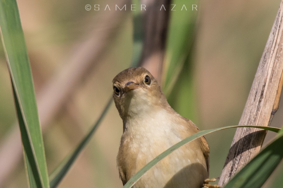 Common Reed Warbler - ML620056679