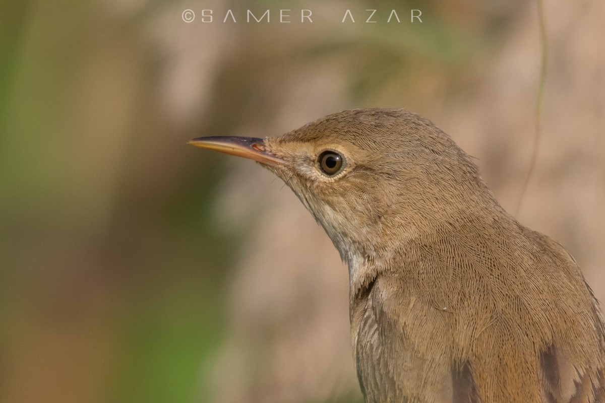 Common Reed Warbler - ML620056680