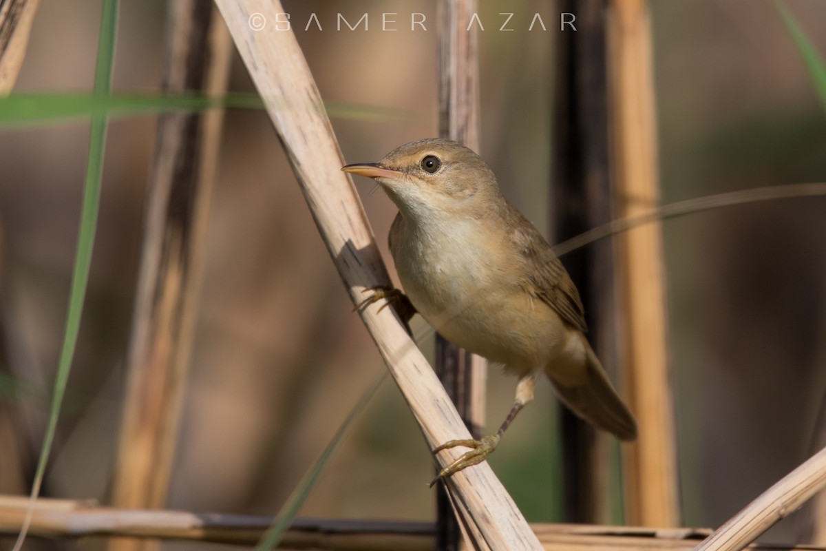Common Reed Warbler - ML620056681