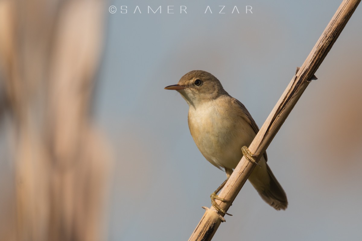 Common Reed Warbler - ML620056682