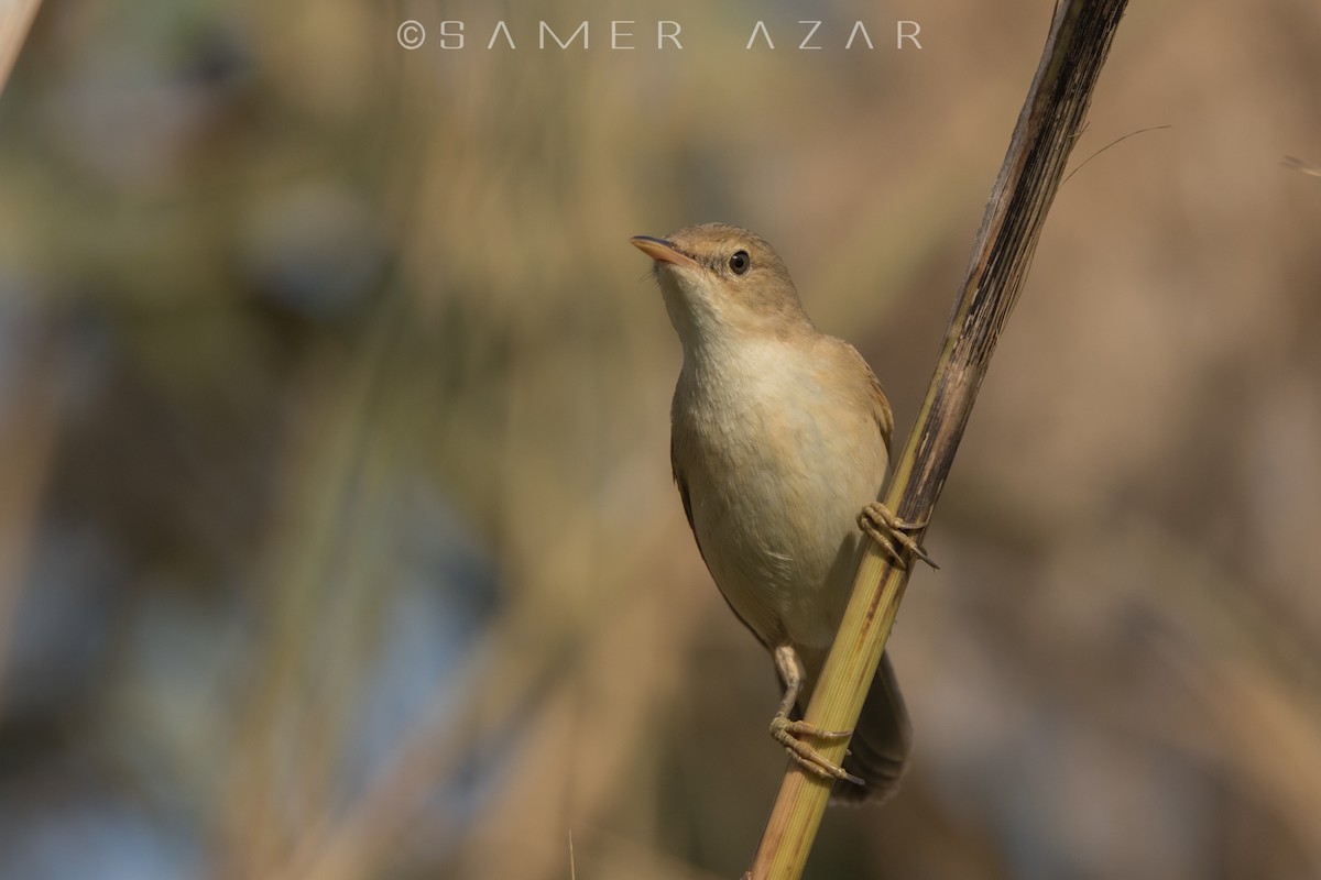 Common Reed Warbler - ML620056683
