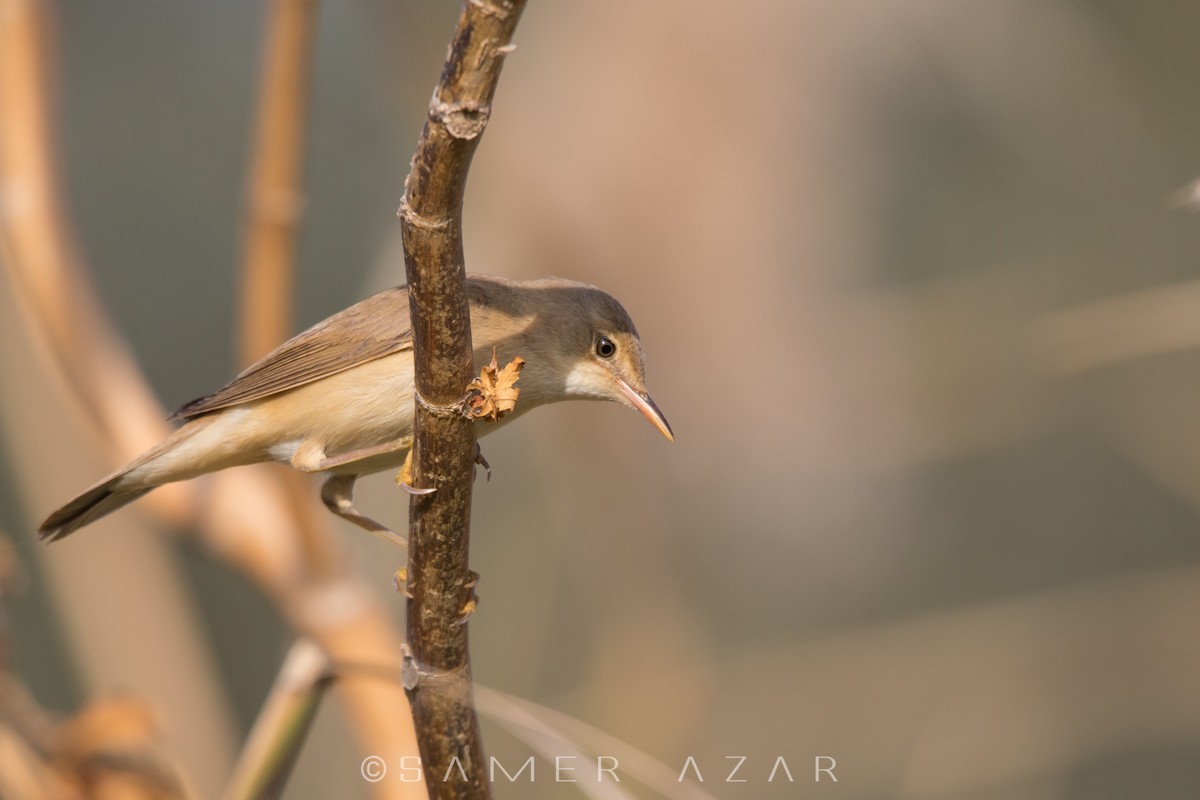 Common Reed Warbler - ML620056684
