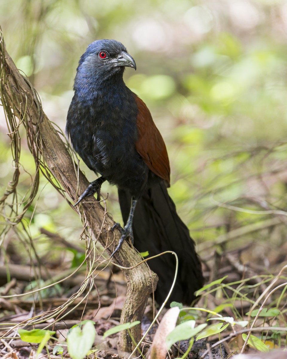 Greater Coucal - ML620056685