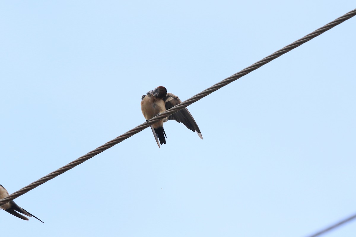 Red-rumped Swallow - ML620056691