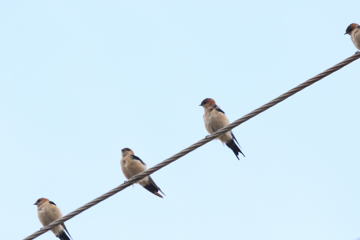 Red-rumped Swallow - ML620056692