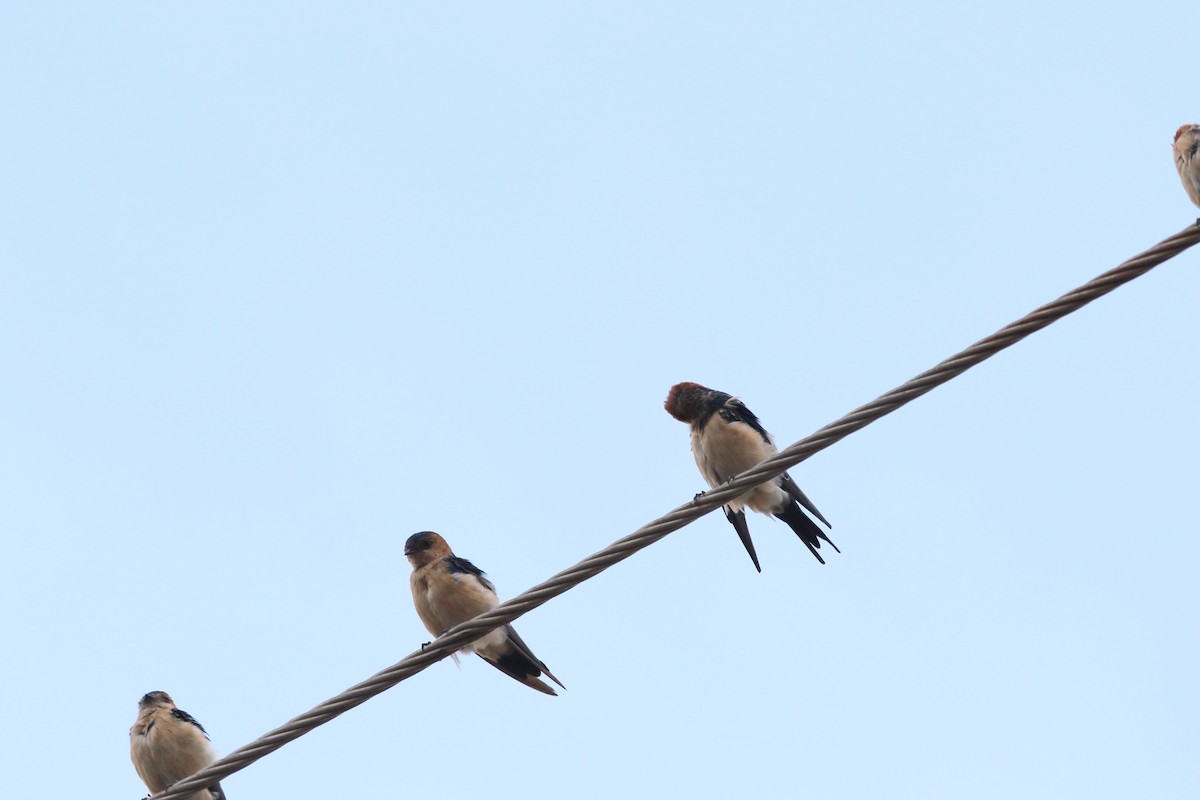 Red-rumped Swallow - ML620056693
