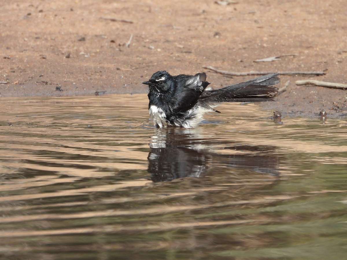 Willie-wagtail - ML620056694