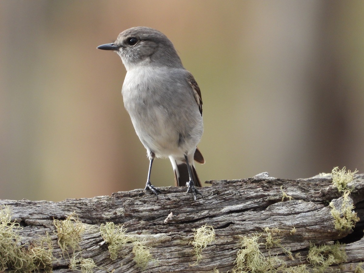 Hooded Robin - ML620056698