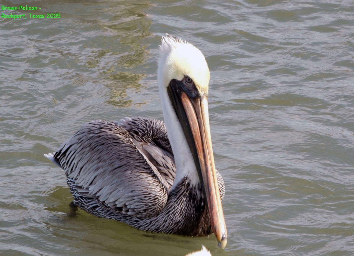 pelikán hnědý - ML620056724