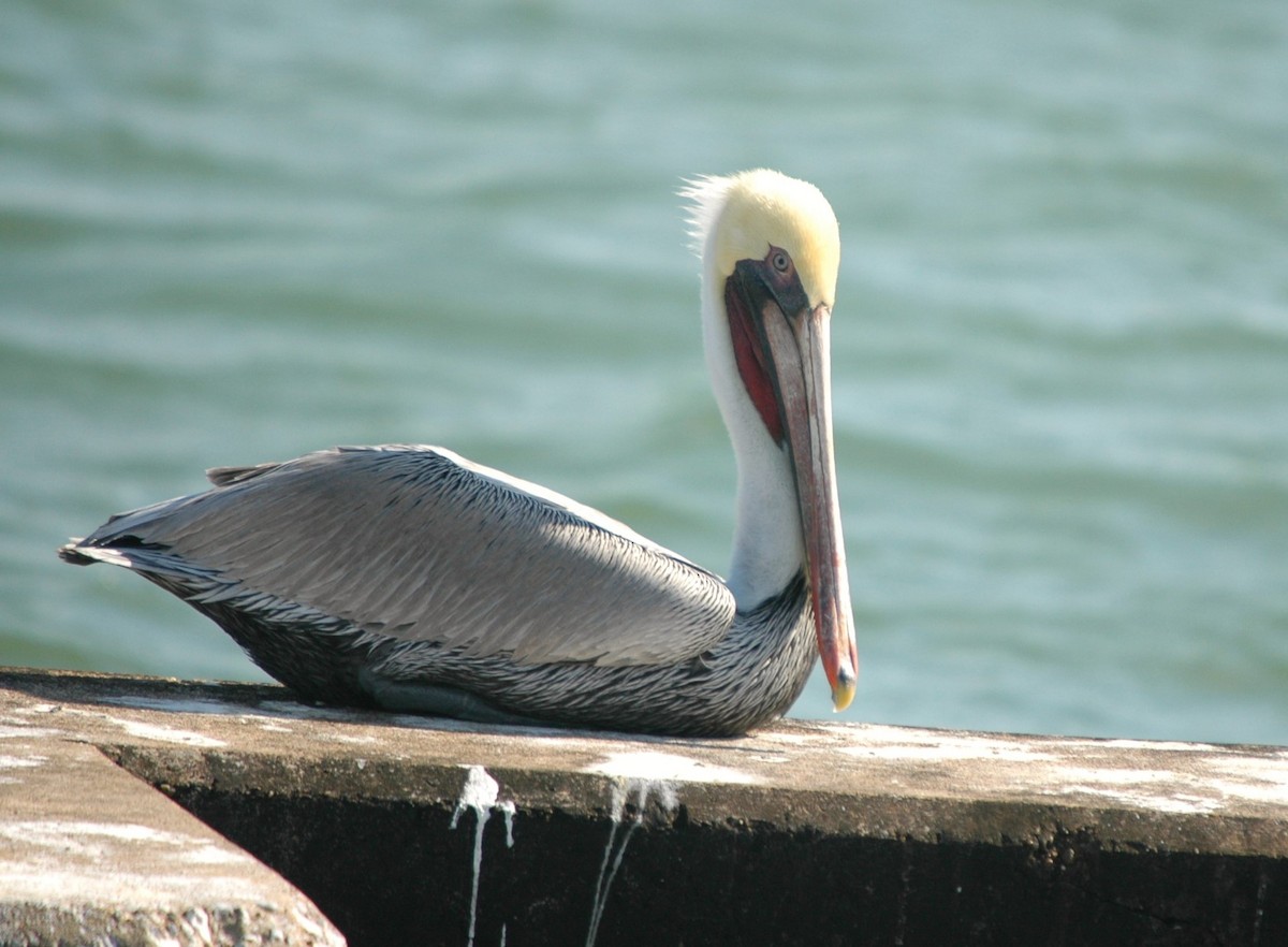 pelikán hnědý - ML620056725