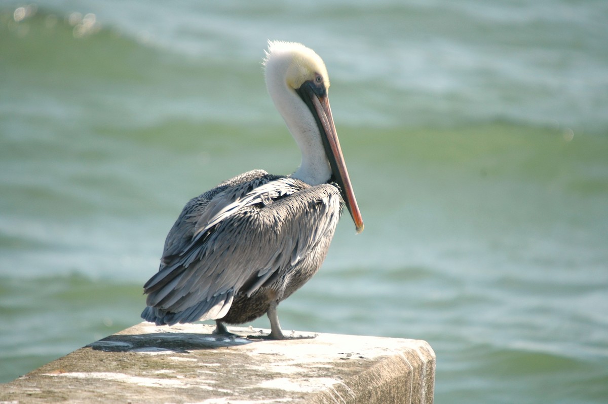 pelikán hnědý - ML620056727