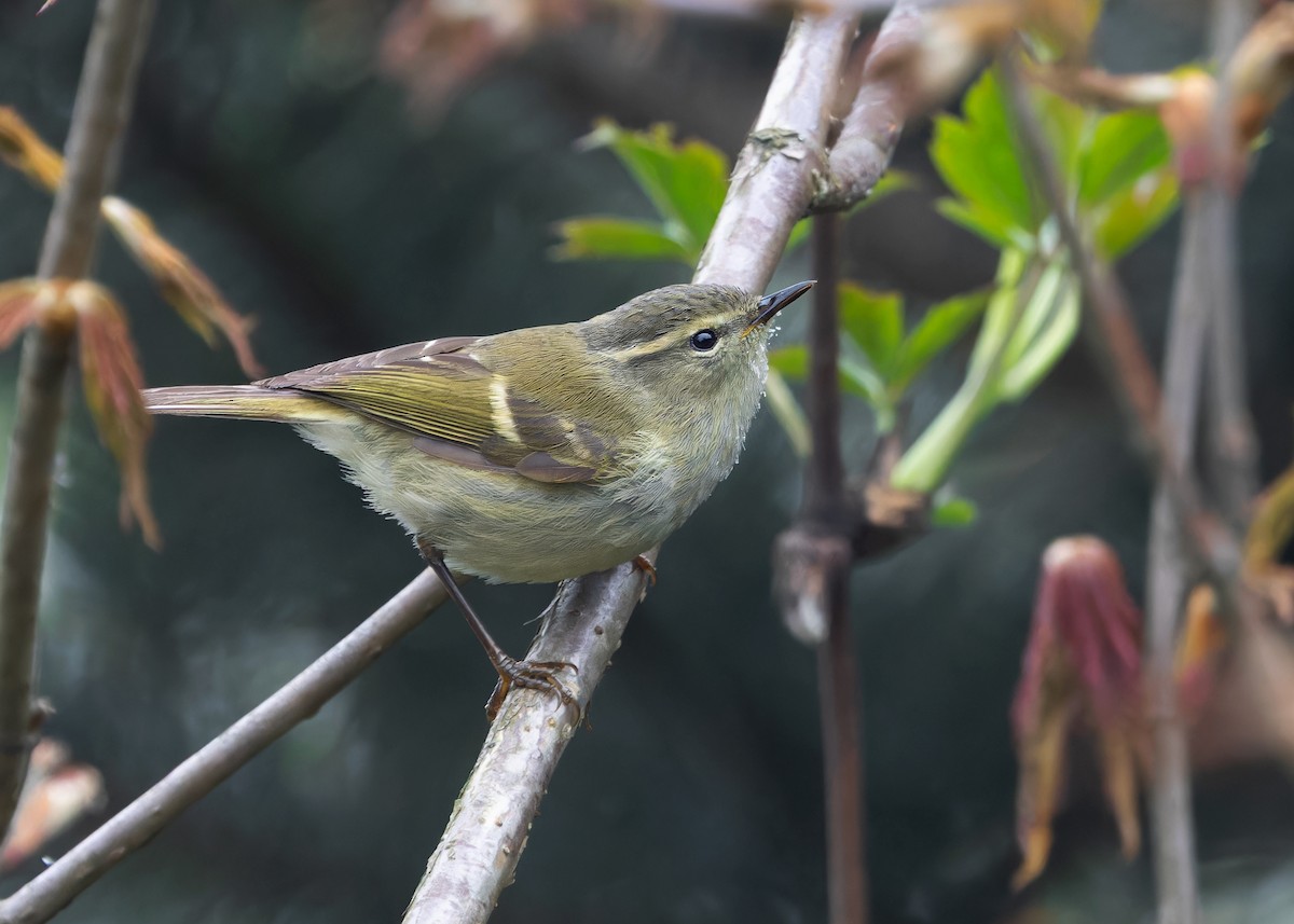 Buff-barred Warbler - ML620056728