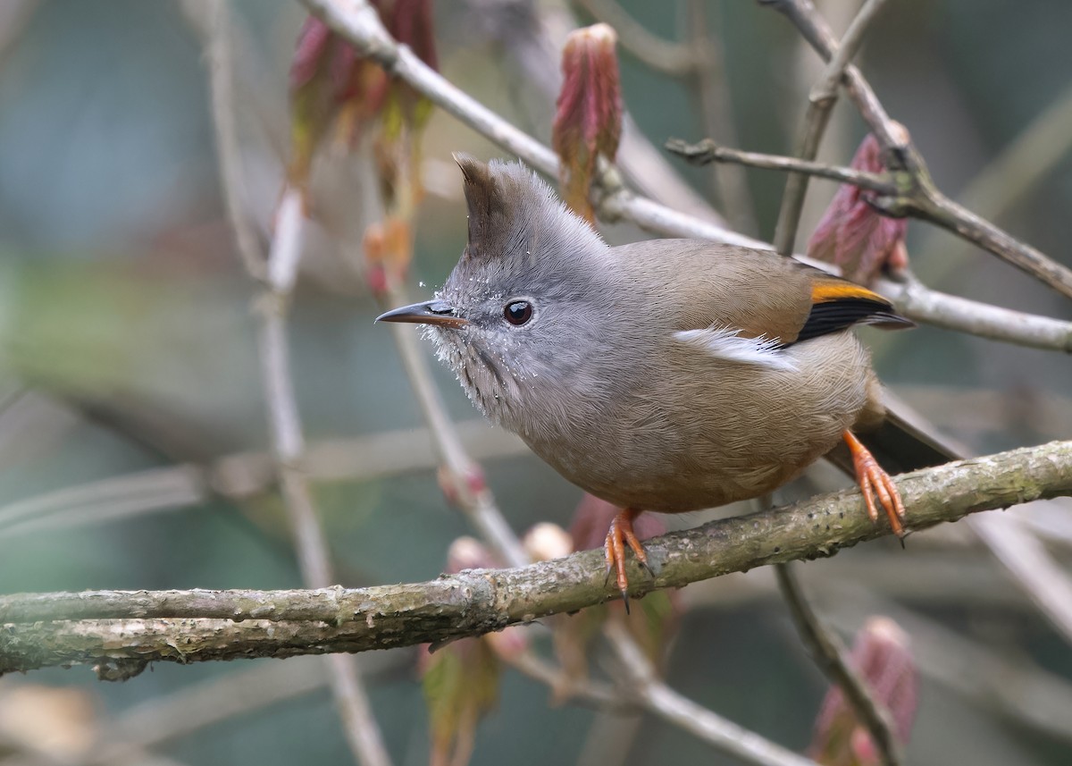 Stripe-throated Yuhina - ML620056746