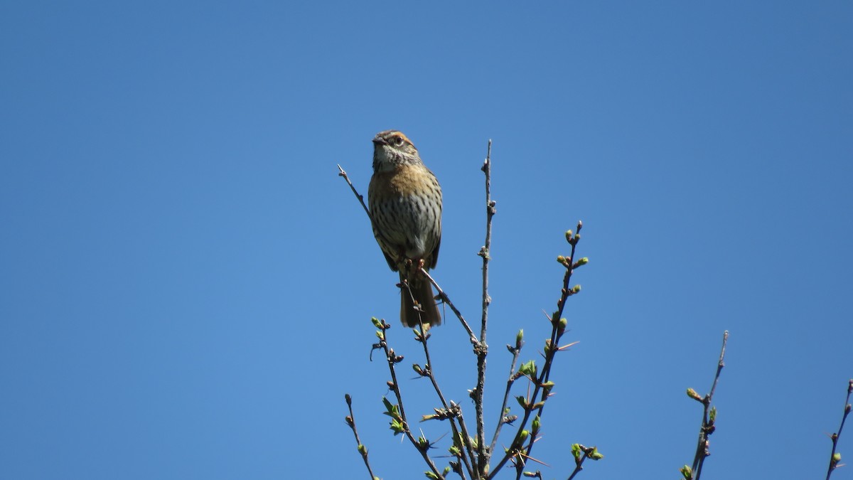 Rufous-breasted Accentor - ML620056756