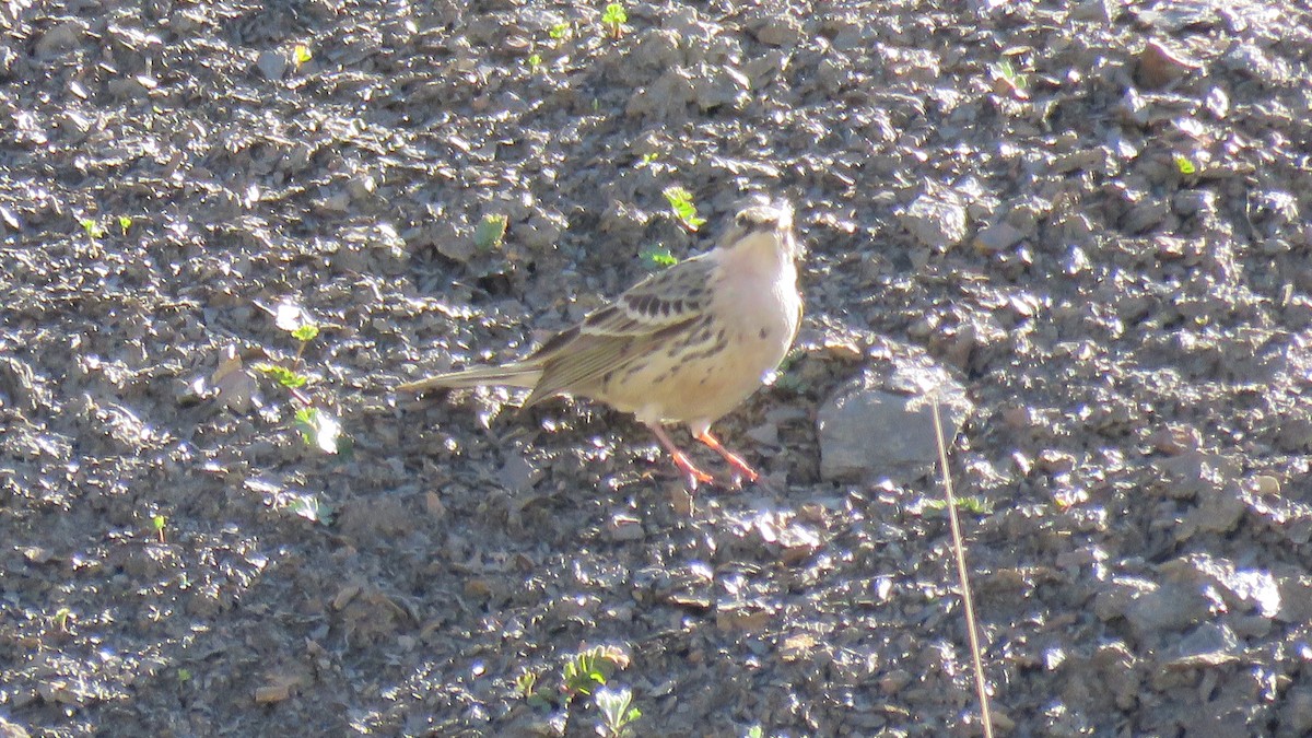 Rosy Pipit - ML620056761