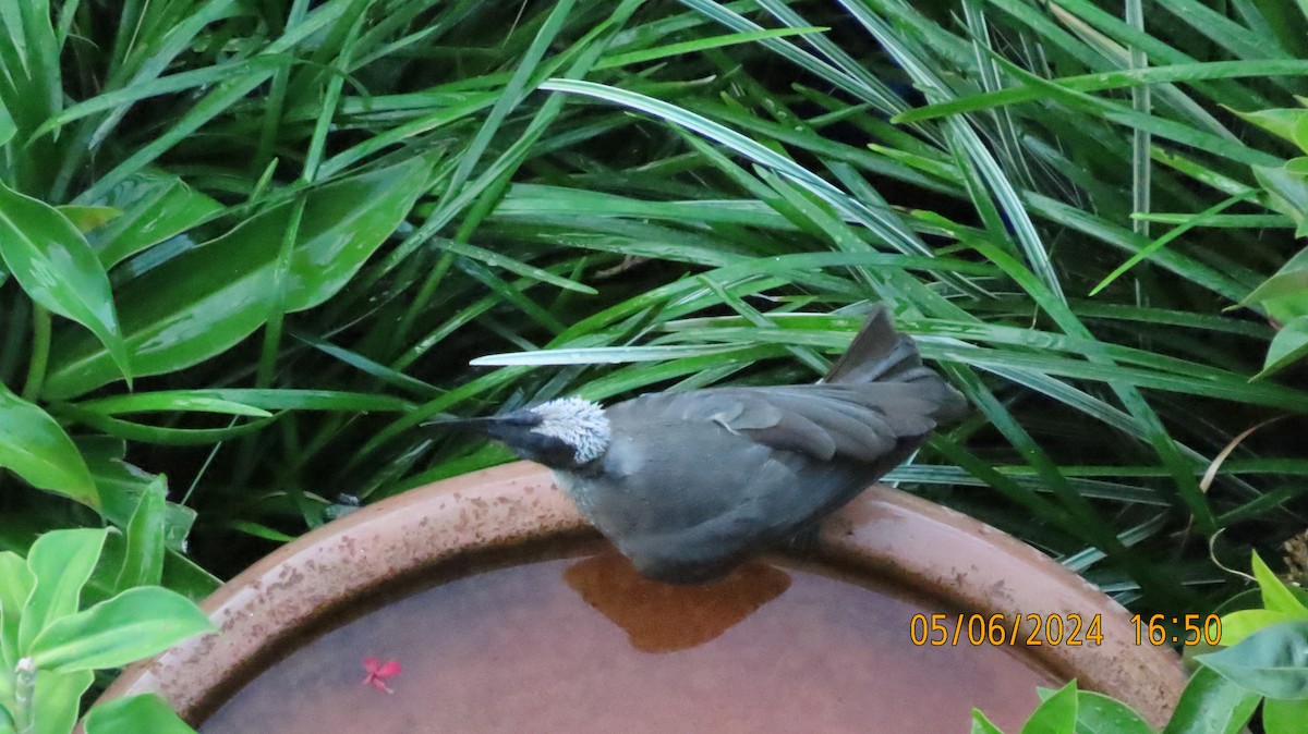 Helmeted Friarbird (Hornbill) - ML620056775