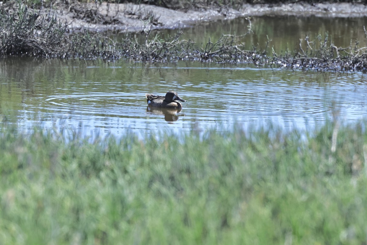 Blue-winged Teal - ML620056777