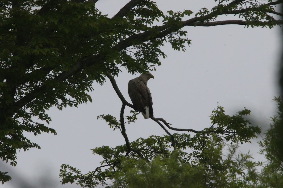 White-tailed Eagle - ML620056778
