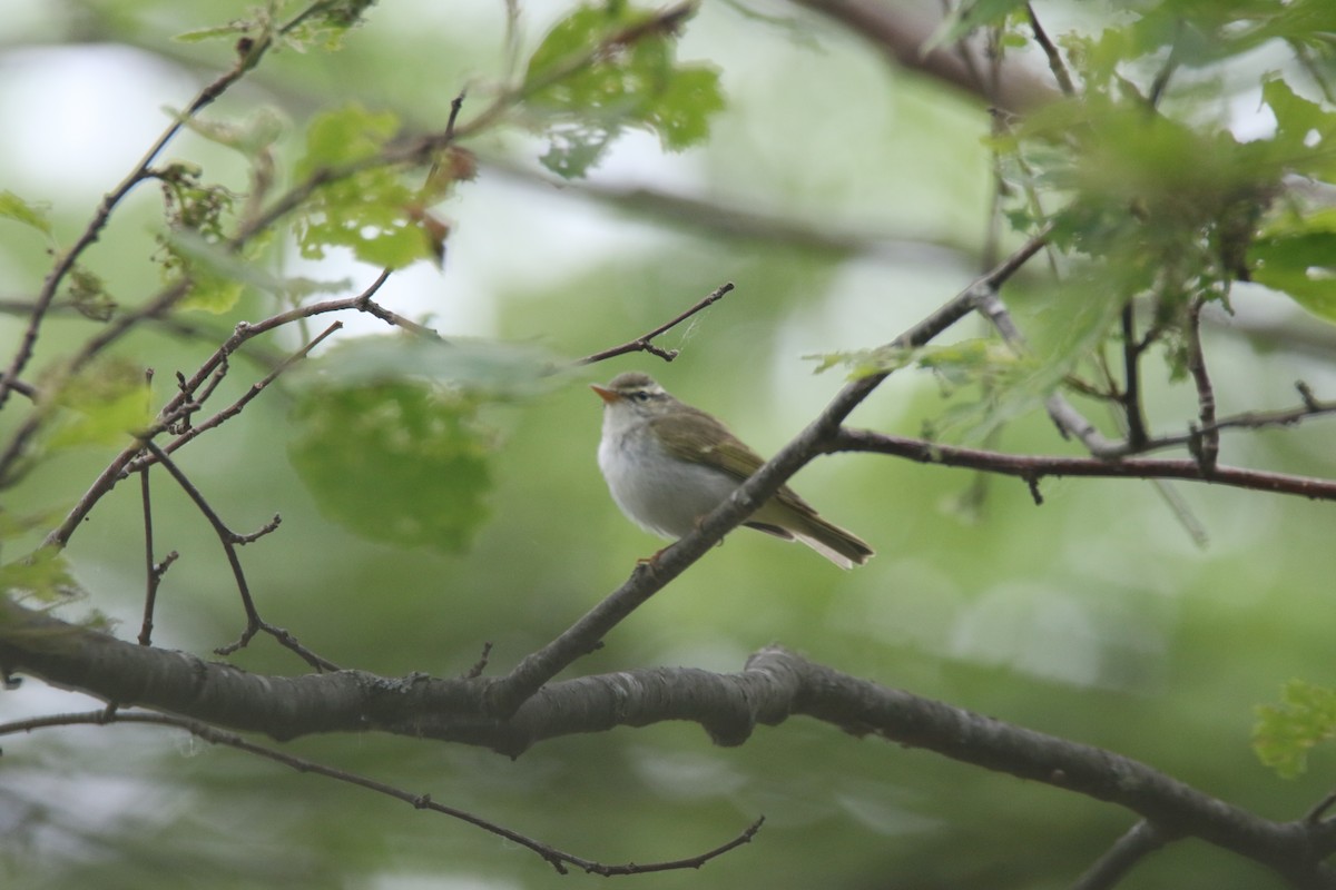 Sakhalin Leaf Warbler - ML620056787