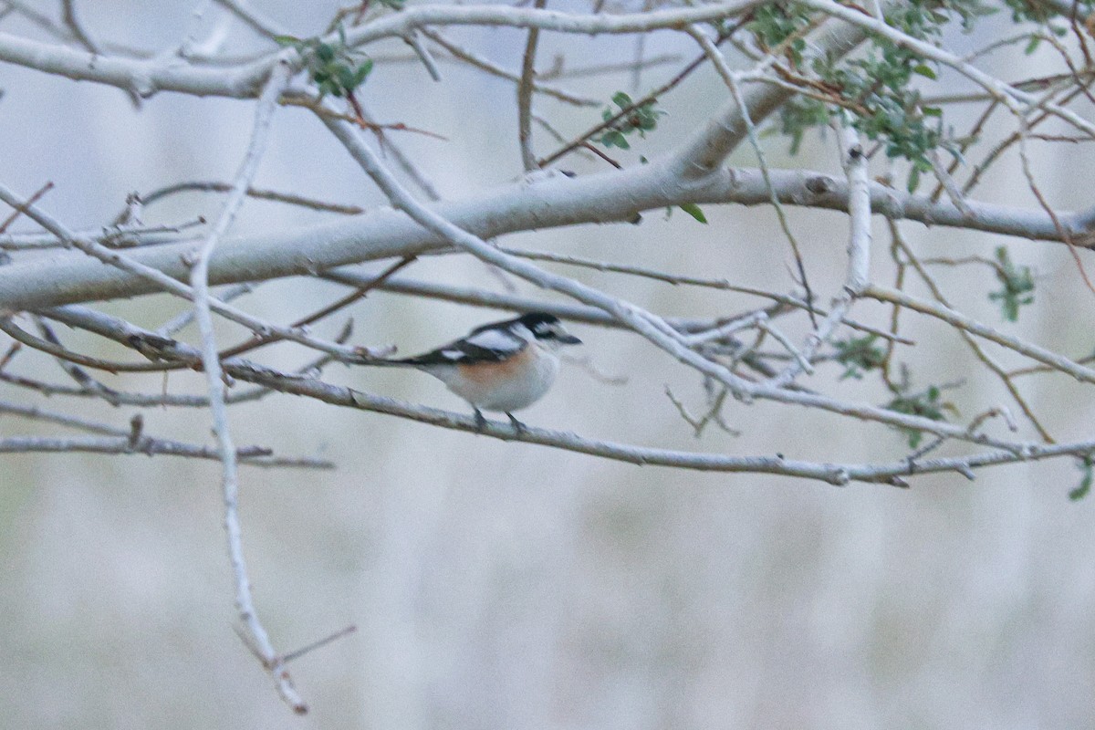 Masked Shrike - ML620056806