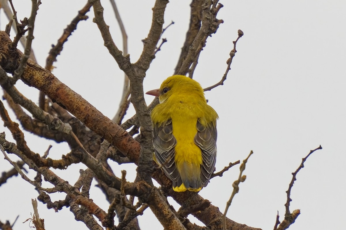 Indian Golden Oriole - ML620056808