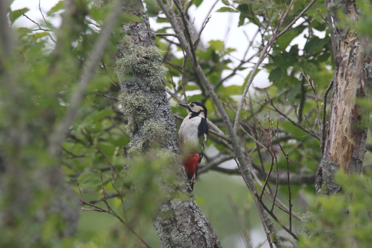 Great Spotted Woodpecker - ML620056814